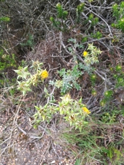 Berkheya heterophylla radiata