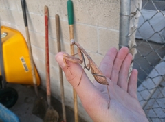 Stagmomantis limbata