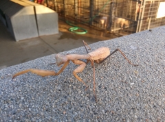 Stagmomantis limbata