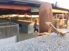 Stagmomantis limbata