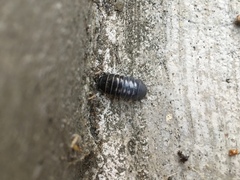 Armadillidium vulgare