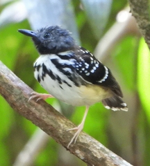 Hylophylax naevius