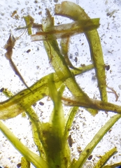 Didymodon sinuosus