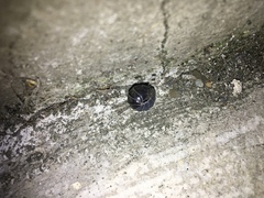 Armadillidium vulgare