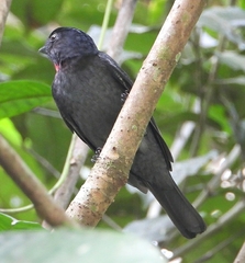 Pachyramphus minor
