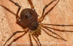 Discocyrtus testudineus