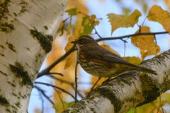 Turdus iliacus