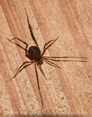 Discocyrtus testudineus