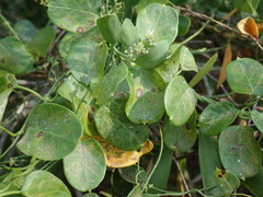 Cynanchum obtusifolium