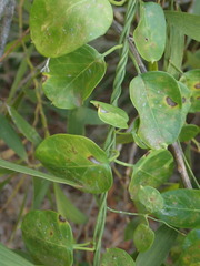 Cynanchum obtusifolium