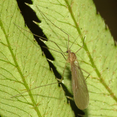 Paracladura trichoptera