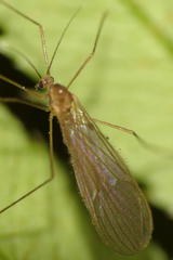 Paracladura trichoptera