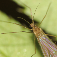 Paracladura trichoptera