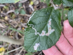 Pterygota