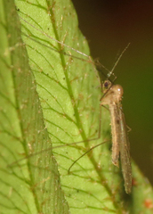 Paracladura trichoptera