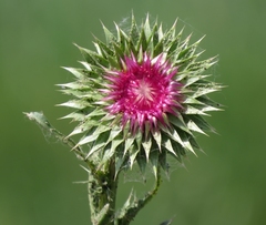 Carduus nutans nutans