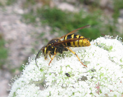 Dolichovespula media