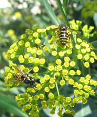 Dolichovespula media