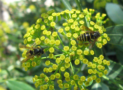 Dolichovespula media