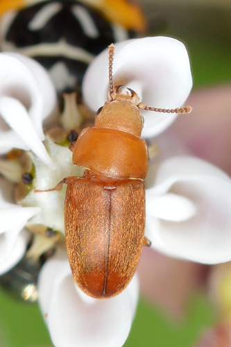 Antherophagus ochraceus photo 4