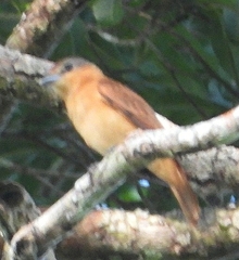 Pachyramphus castaneus