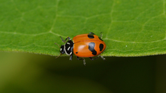 Hippodamia glacialis