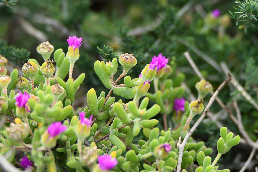 Gardenroute Dewfig