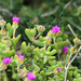 Gardenroute Dewfig - Photo (c) Marie Delport, some rights reserved (CC BY-NC), uploaded by Marie Delport