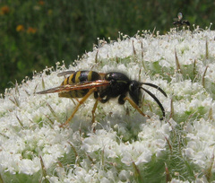 Dolichovespula sylvestris