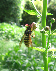 Dolichovespula sylvestris