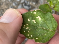 Wilsoniana platensis