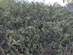 Ceanothus gloriosus exaltatus
