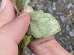 Wilsoniana platensis