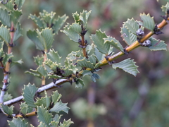 Ceanothus gloriosus exaltatus