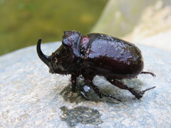 Oryctes nasicornis
