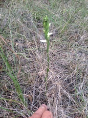 Spiranthes magnicamporum