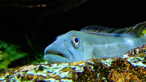Blockhead Cichlid