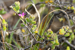 Drosanthemum fourcadei