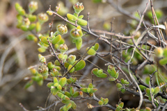 Drosanthemum fourcadei