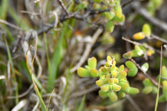 Drosanthemum fourcadei