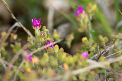 Drosanthemum fourcadei