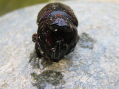 Oryctes nasicornis