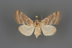 Schinia oleagina