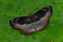Zera hosta