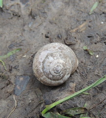Euomphalia strigella