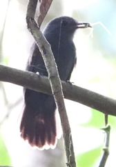 Thamnomanes ardesiacus