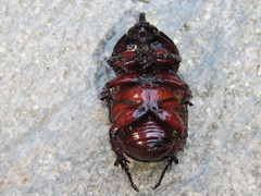 Oryctes nasicornis