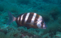 Zebra Seabream photo 4