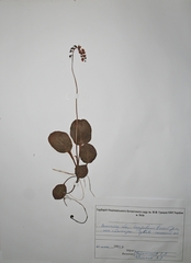 Pyrola media