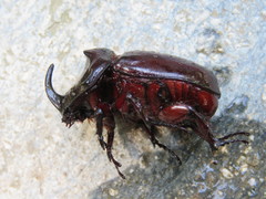 Oryctes nasicornis